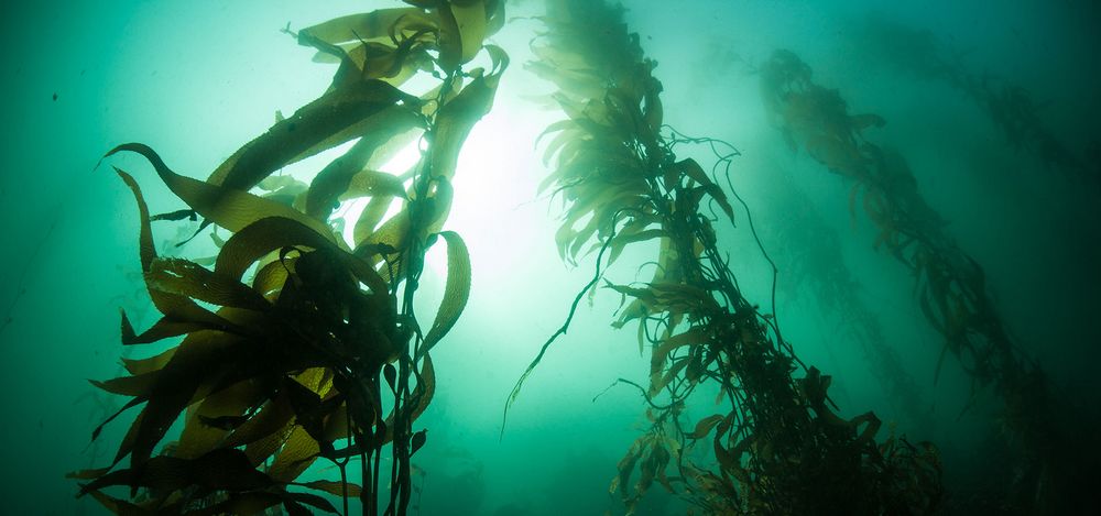 Algi – zdrowie z morskich głębin Islandii