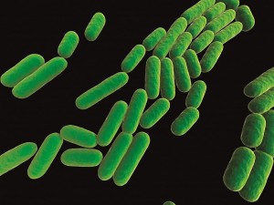 Neauvia bakterie