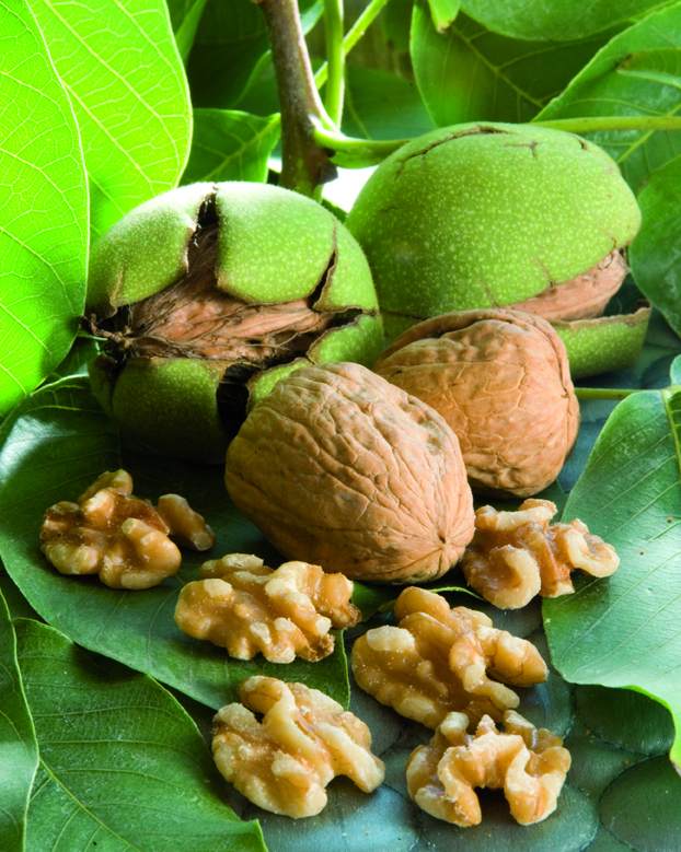 Według najnowszych badań orzechy włoskie mają 21% mniej kalorii