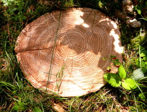Buszrem system dekoracyjny PINO Pieniek bez kory
