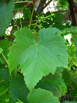 winorośl właściwa